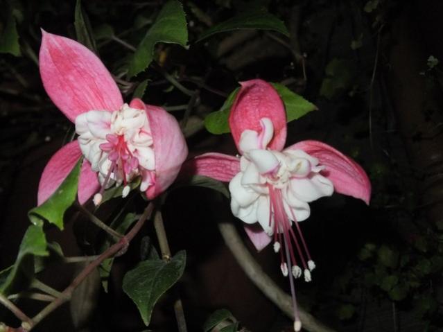 Name:  DSCF4152.jpg
Views: 217
Size:  32.4 KB