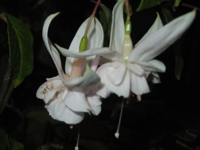 Name:  DSCF4153.jpg
Views: 237
Size:  52.5 KB
