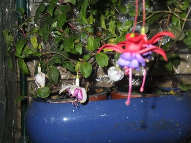 Name:  DSCF4154.jpg
Views: 230
Size:  48.4 KB