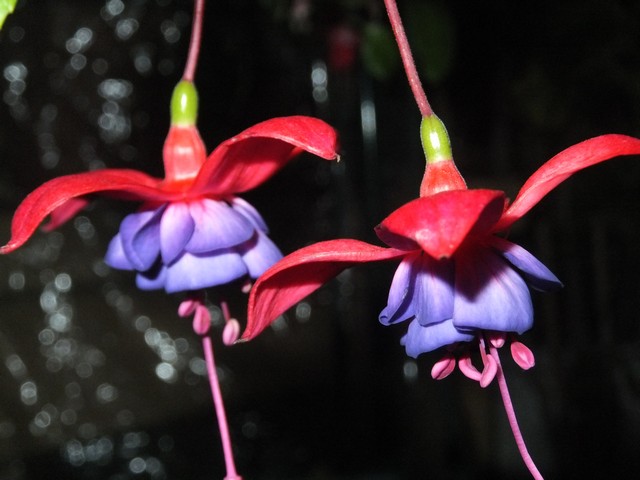 Name:  DSCF4157.jpg
Views: 211
Size:  65.9 KB