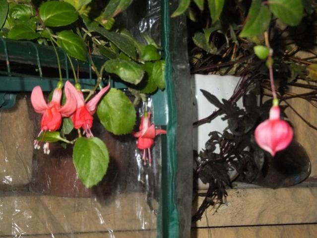 Name:  DSCF4160.jpg
Views: 224
Size:  46.7 KB