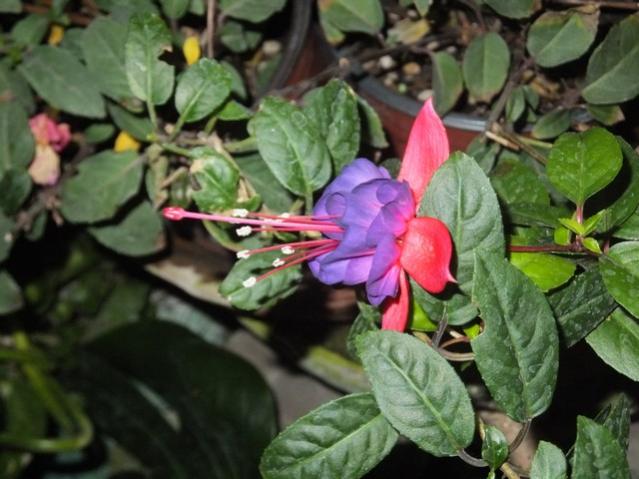 Name:  DSCF4171.jpg
Views: 235
Size:  47.3 KB