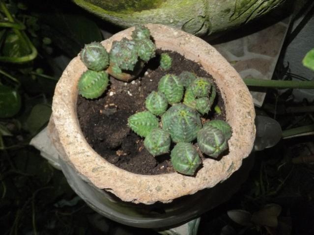 Name:  DSCF4172.jpg
Views: 245
Size:  43.7 KB