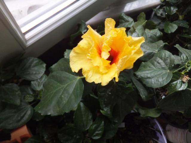 Name:  DSCF4176.jpg
Views: 211
Size:  35.8 KB