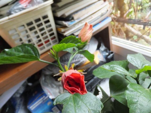 Name:  DSCF4177.jpg
Views: 232
Size:  44.4 KB