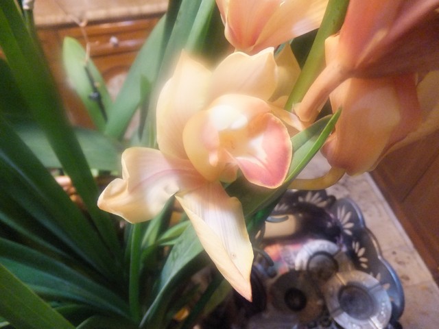 Name:  DSCF4207.jpg
Views: 217
Size:  69.8 KB
