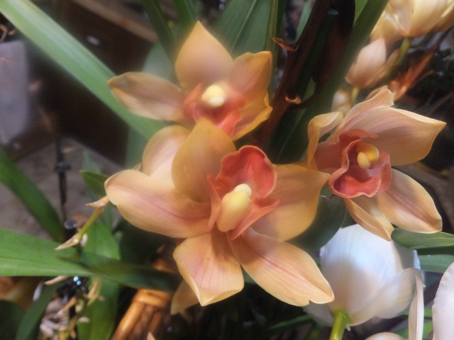 Name:  DSCF4209.jpg
Views: 211
Size:  67.3 KB