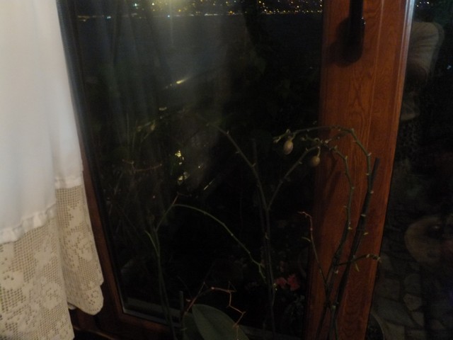 Name:  DSCF4220.jpg
Views: 210
Size:  56.9 KB