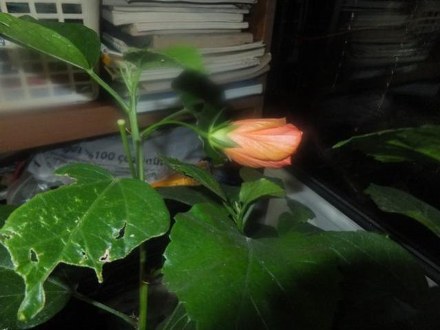 Name:  DSCF4224.jpg
Views: 672
Size:  33.0 KB