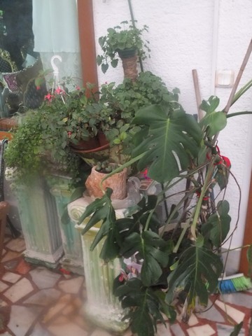 Name:  DSCF4237.jpg
Views: 678
Size:  61.4 KB