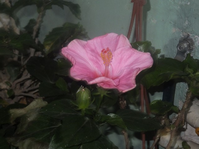 Name:  DSCF4269.jpg
Views: 672
Size:  64.3 KB