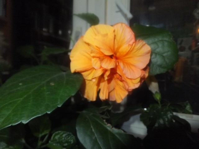 Name:  DSCF4275.jpg
Views: 699
Size:  57.0 KB