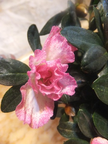 Name:  DSCF4283.jpg
Views: 711
Size:  51.8 KB