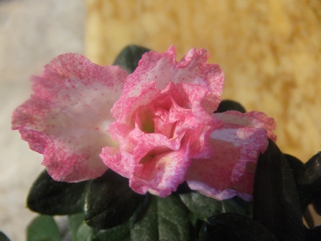 Name:  DSCF4285.jpg
Views: 684
Size:  63.0 KB