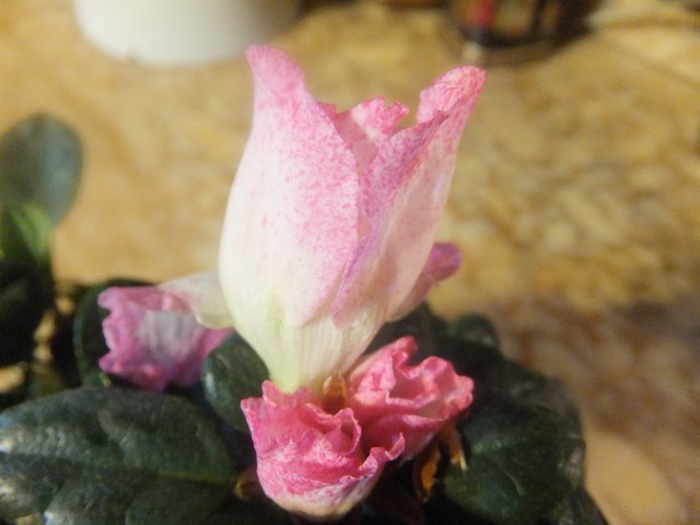Name:  DSCF4286.jpg
Views: 679
Size:  63.5 KB