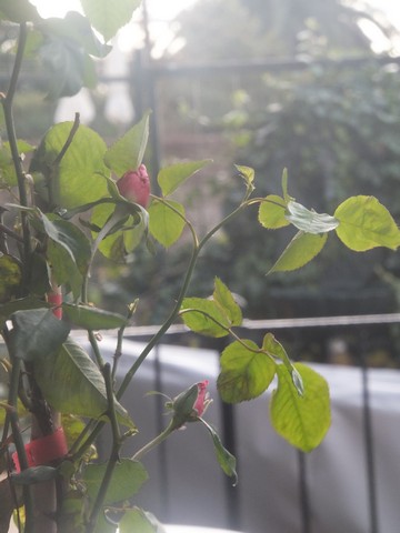 Name:  DSCF4353.jpg
Views: 658
Size:  47.4 KB