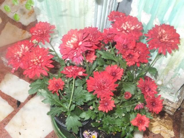 Name:  DSCF4358.jpg
Views: 659
Size:  55.6 KB