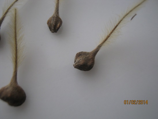 Name:  clematis tohum 1.jpg
Views: 1015
Size:  38.8 KB