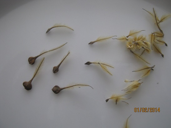 Name:  clematis tohum.jpg
Views: 1015
Size:  41.8 KB