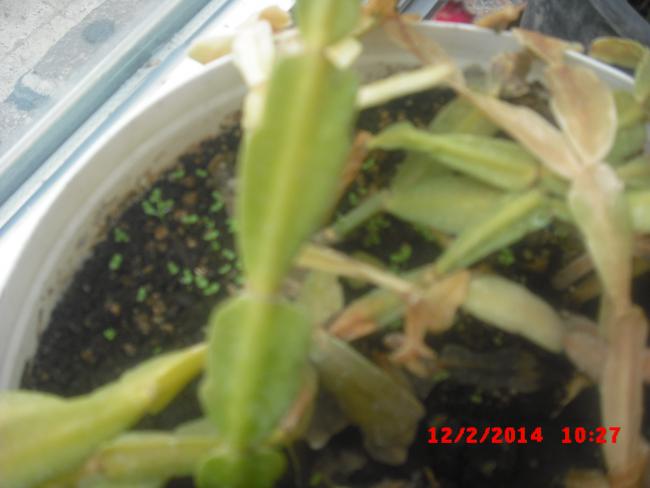 Name:  CIMG5772.jpg
Views: 613
Size:  30.9 KB