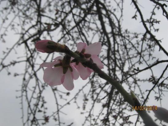 Name:  badem2.jpg
Views: 1073
Size:  37.1 KB