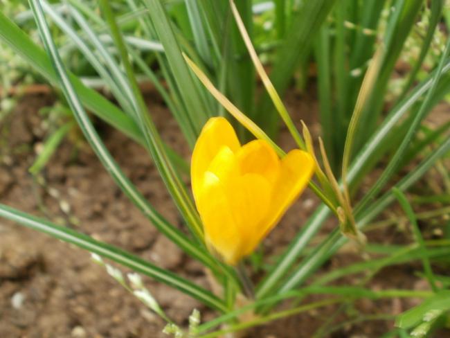 Name:  P1010113a.jpg
Views: 474
Size:  39.4 KB