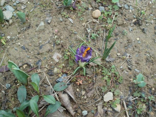 Name:  P1010119a.jpg
Views: 451
Size:  70.7 KB