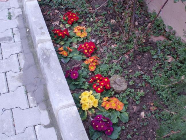 Name:  P1010118a.jpg
Views: 456
Size:  63.7 KB