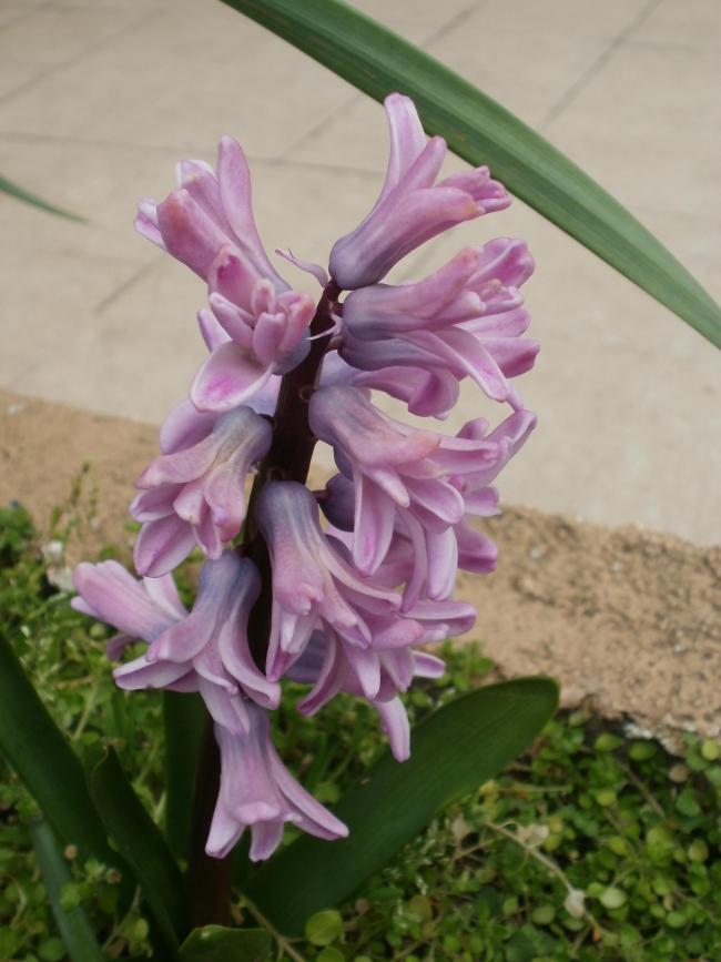 Name:  P1010130a.jpg
Views: 451
Size:  58.3 KB
