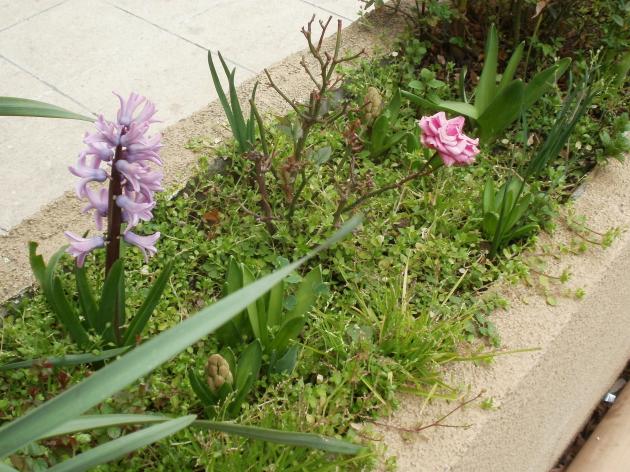 Name:  P1010129a.jpg
Views: 418
Size:  70.4 KB