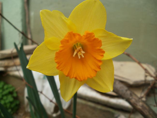Name:  P1010178a.jpg
Views: 478
Size:  27.2 KB