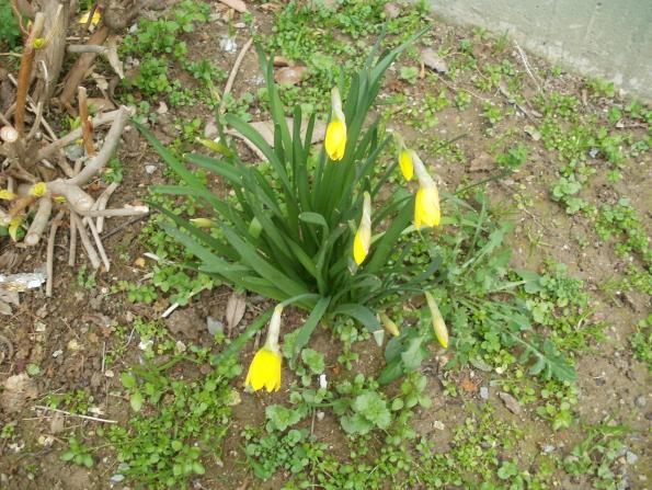 Name:  P1010151a.jpg
Views: 514
Size:  71.5 KB