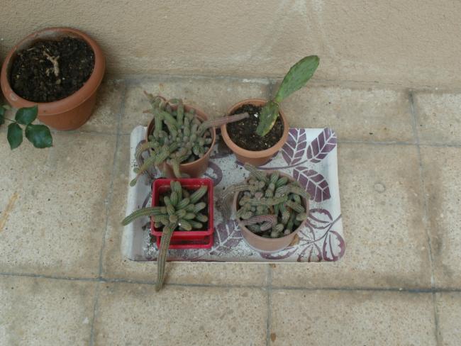 Name:  P1010135a.jpg
Views: 540
Size:  48.4 KB