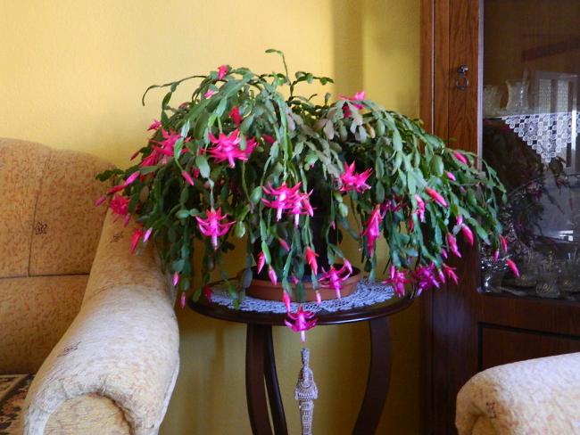 Name:  DSCN1373.jpg
Views: 545
Size:  53.3 KB