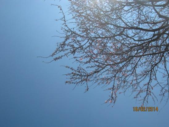 Name:  badem.jpg
Views: 1056
Size:  37.4 KB