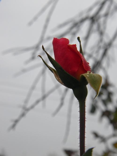 Name:  DSCN8712.jpg
Views: 684
Size:  22.3 KB