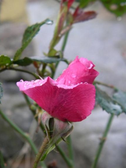 Name:  DSCN8710.jpg
Views: 617
Size:  22.9 KB