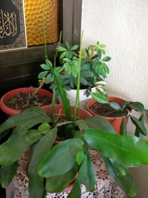 Name:  DSCN9015.jpg
Views: 727
Size:  22.2 KB