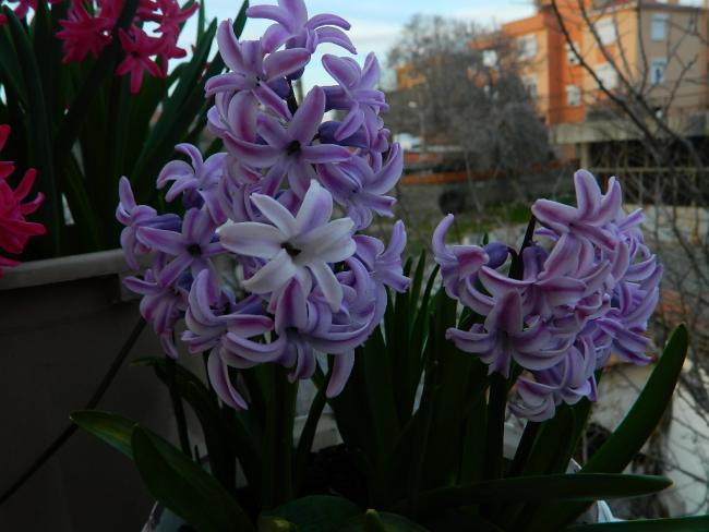Name:  DSCN1384.jpg
Views: 411
Size:  42.8 KB