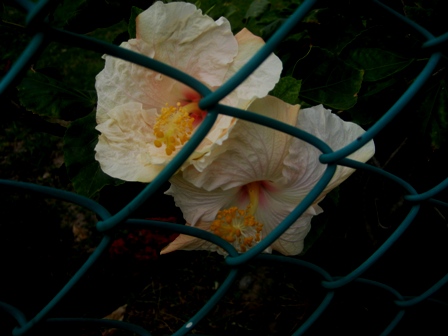 Name:  IMG_0173.JPG
Views: 746
Size:  67.0 KB