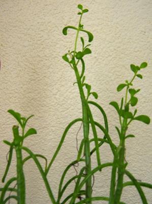 Name:  DSCN9020.jpg
Views: 621
Size:  22.9 KB