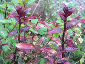 Name:  DSCN8696.JPG
Views: 917
Size:  66.5 KB