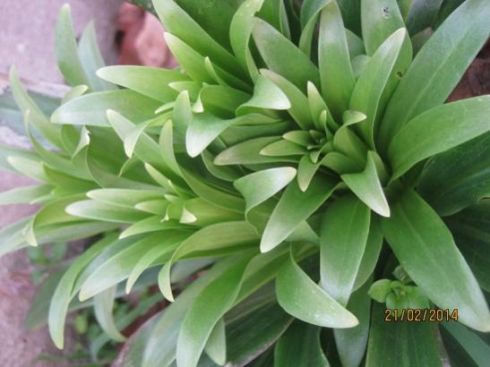 Name:  lilium.jpg
Views: 690
Size:  33.8 KB