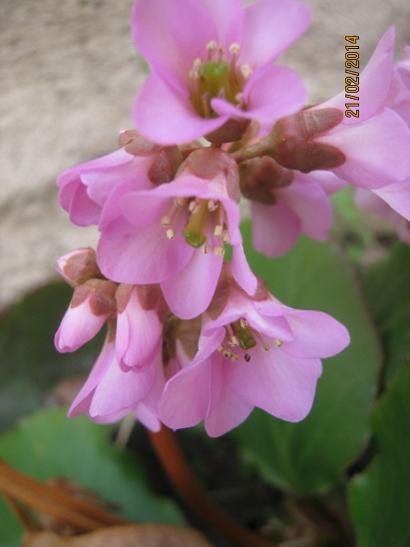Name:  k ortancas2.jpg
Views: 663
Size:  23.1 KB