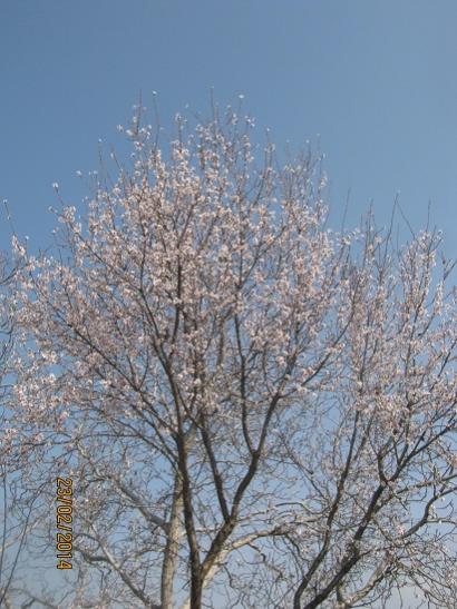 Name:  badem3.jpg
Views: 819
Size:  49.6 KB