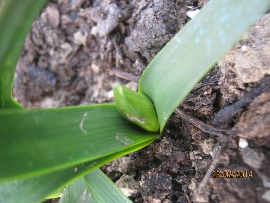 Name:  double daffodil.jpg
Views: 645
Size:  35.9 KB