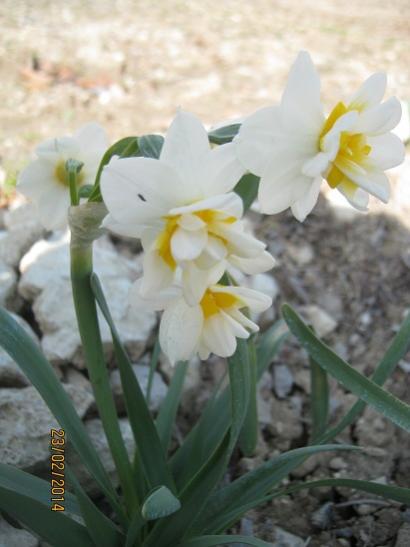 Name:  nergis.jpg
Views: 1073
Size:  28.2 KB