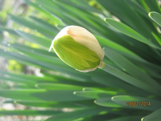 Name:  nergis3.jpg
Views: 585
Size:  62.0 KB