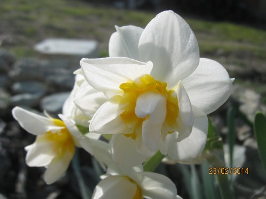 Name:  nergis1.jpg
Views: 617
Size:  63.8 KB