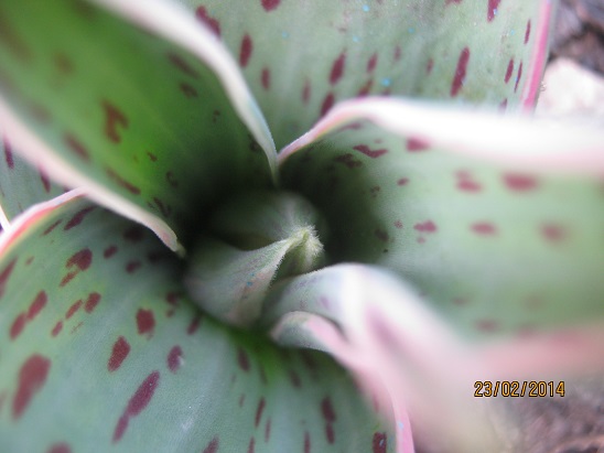 Name:  lale1.jpg
Views: 630
Size:  59.3 KB